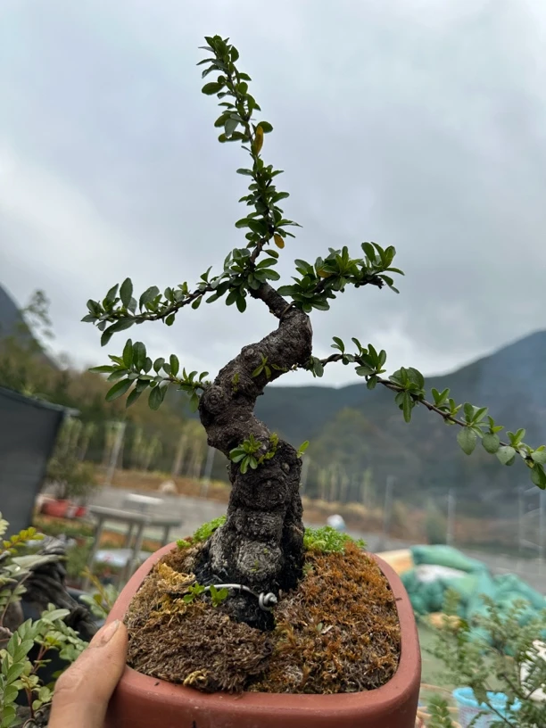 铁马鞭！黄杨！清香木！盆景素材，熟桩……直播专用链接，一物一拍！