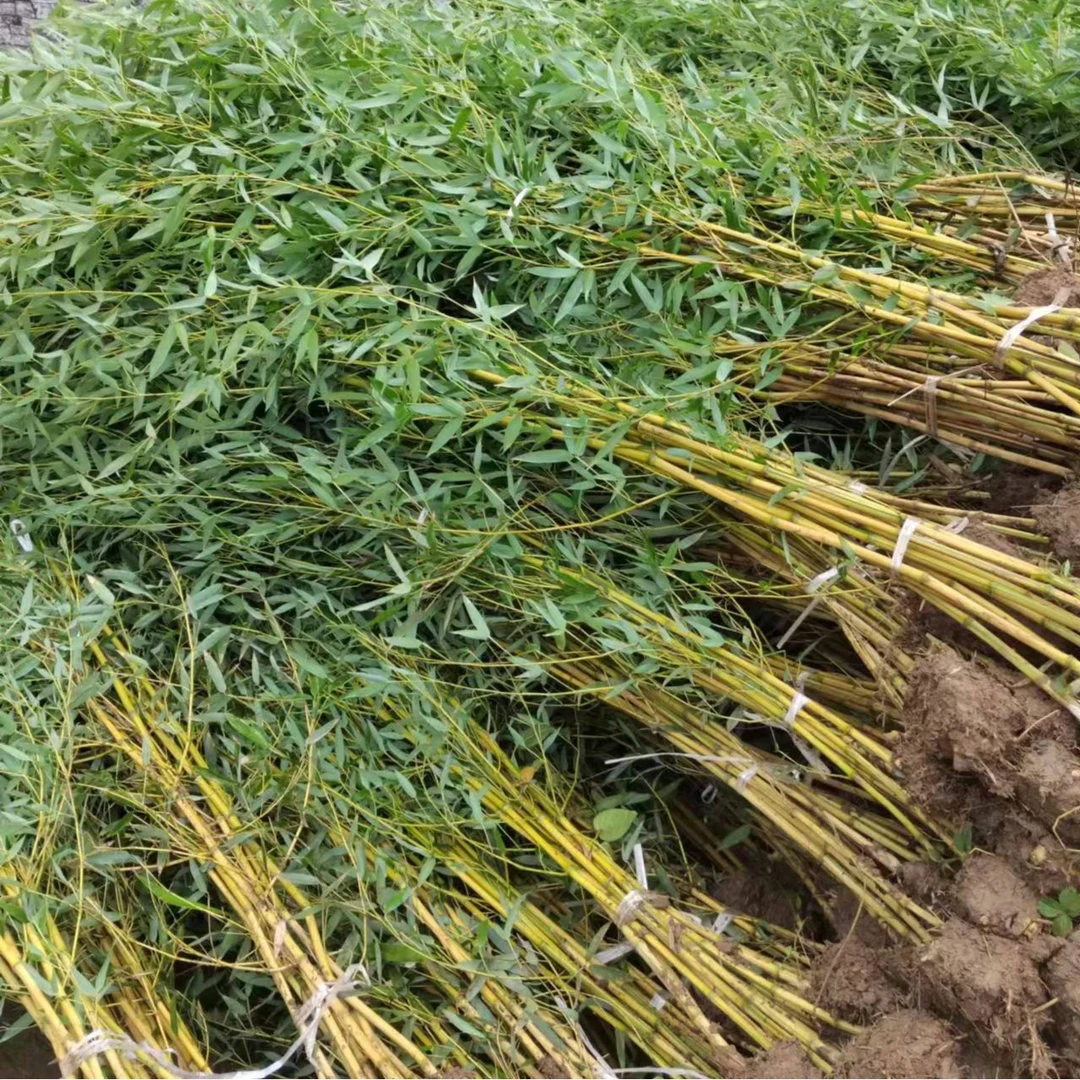 竹子苗金镶玉竹子苗花园别墅绿化植物耐寒竹子苗盆栽地栽四季常青