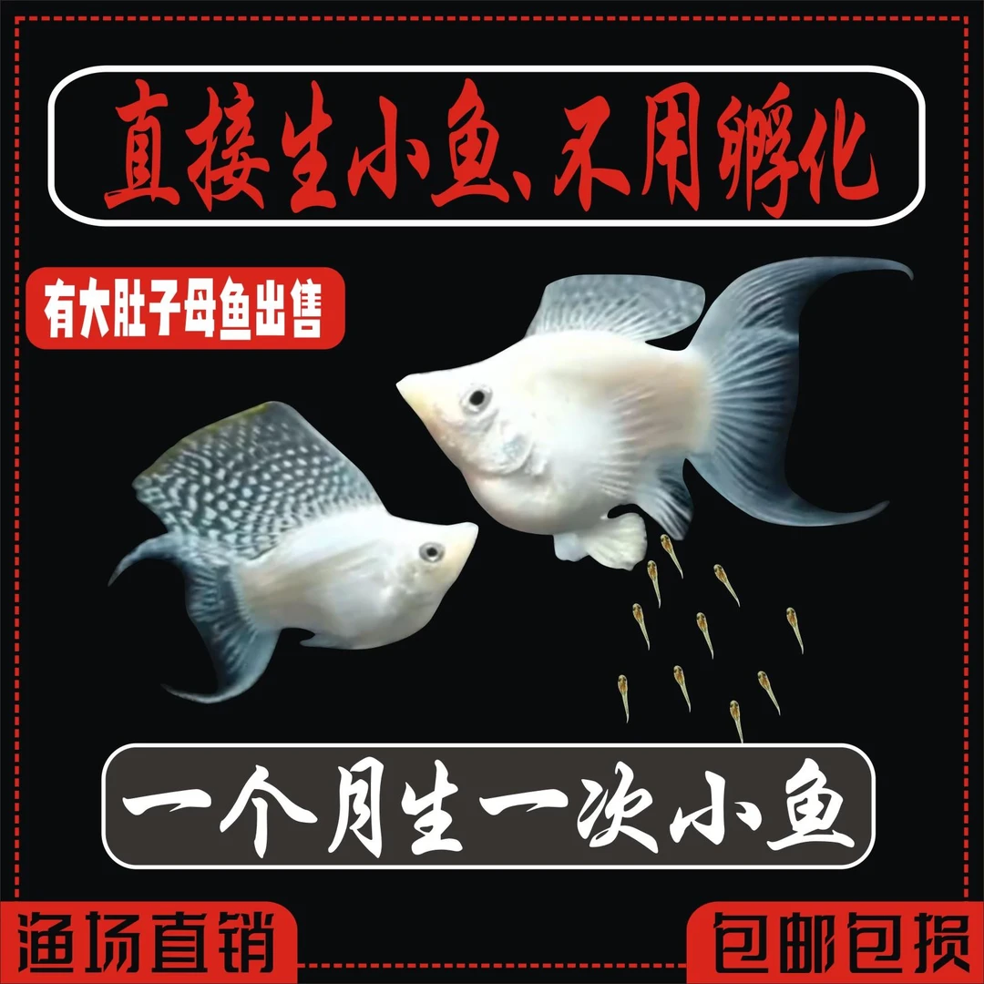 玛丽鱼玛丽球胎生鱼斑马鱼清道夫月光鱼米奇孔雀鱼热带鱼观赏鱼