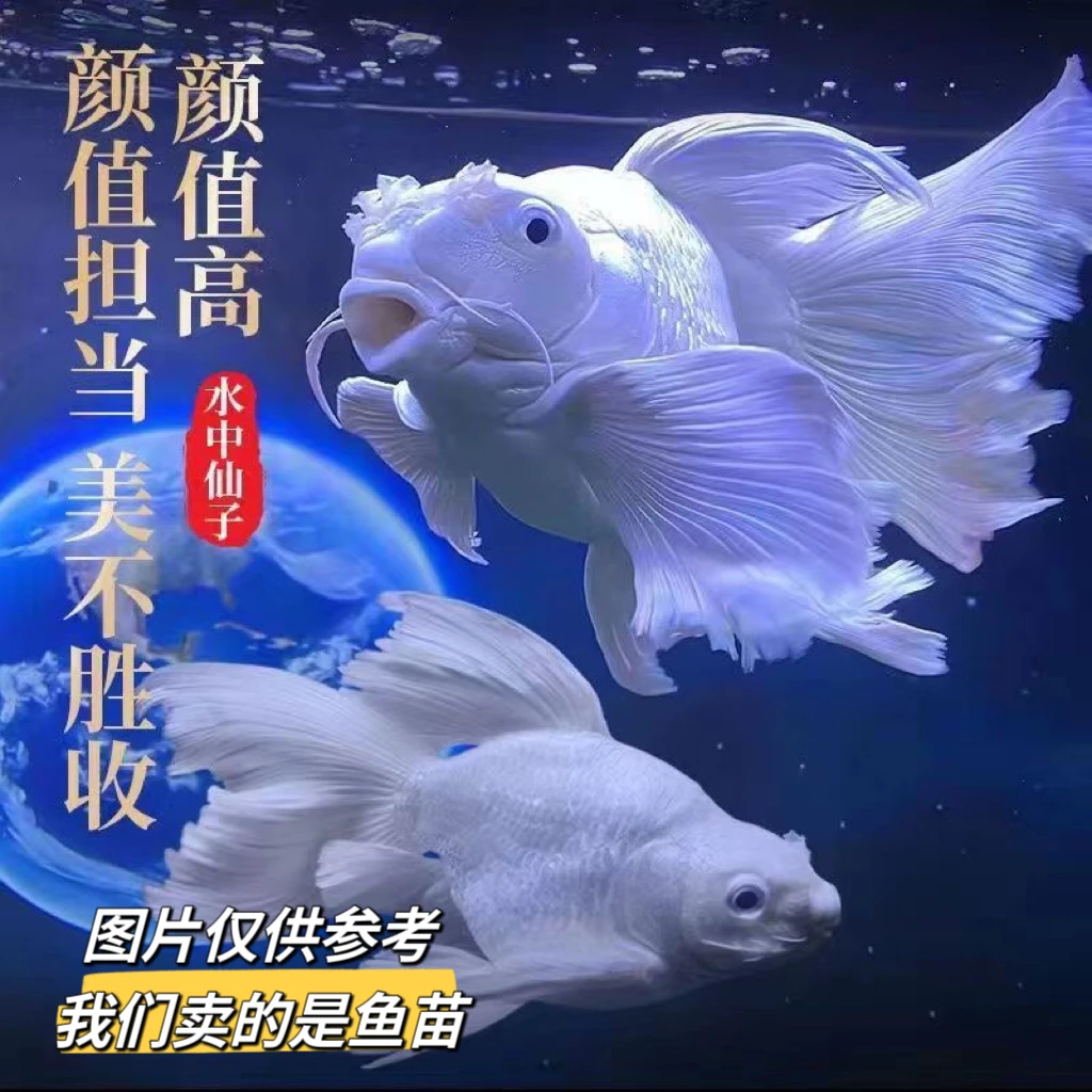 纯种活物蝴蝶鲤鱼苗观赏鱼球体观赏鱼淡水鱼淡水鱼鱼苗