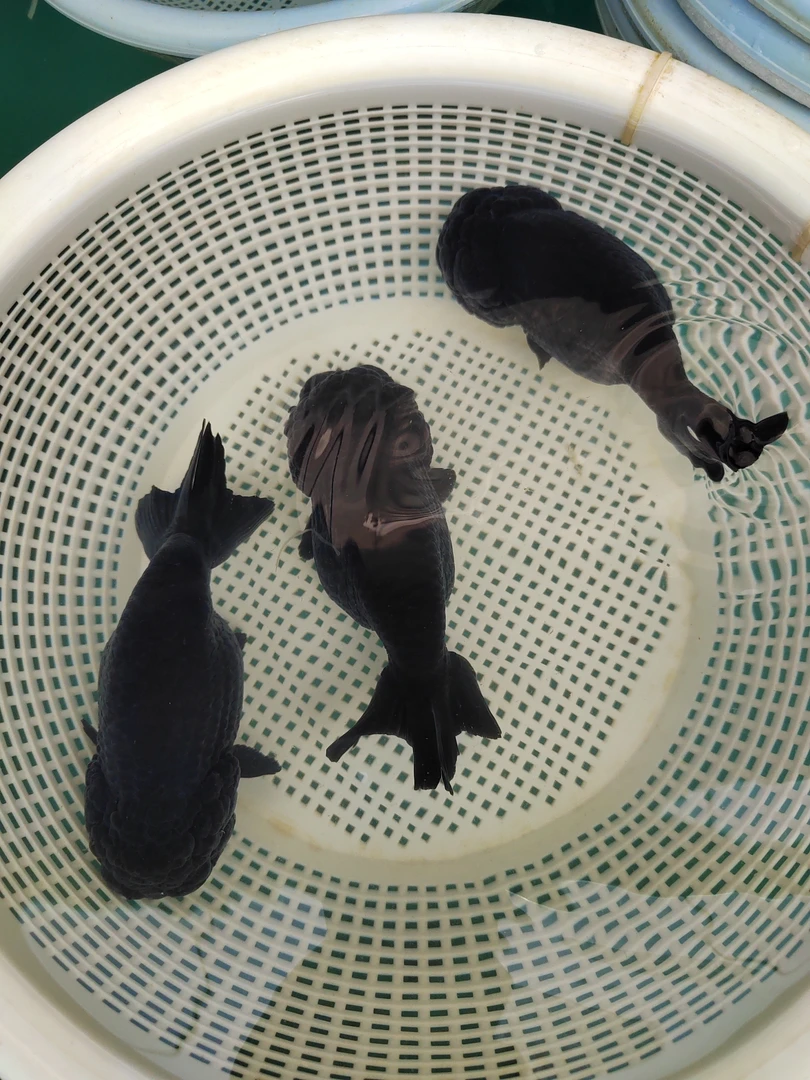 兰寿乌漆麻黑镇缸神兽13-15左右随机发