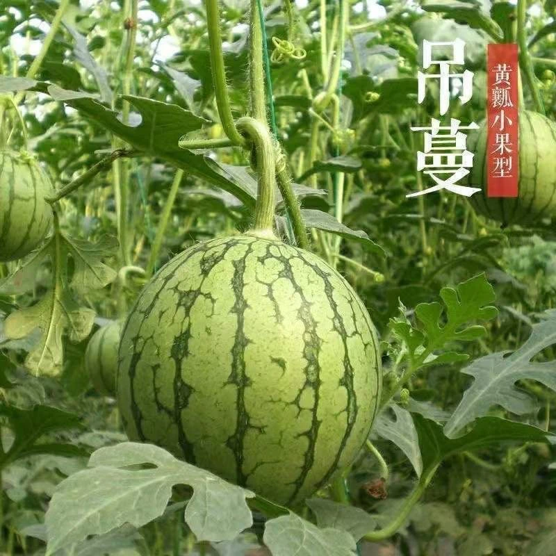 薄皮高糖黄心西瓜种子甜早熟黄壤小黄心礼品型西瓜蔬菜瓜果种子
