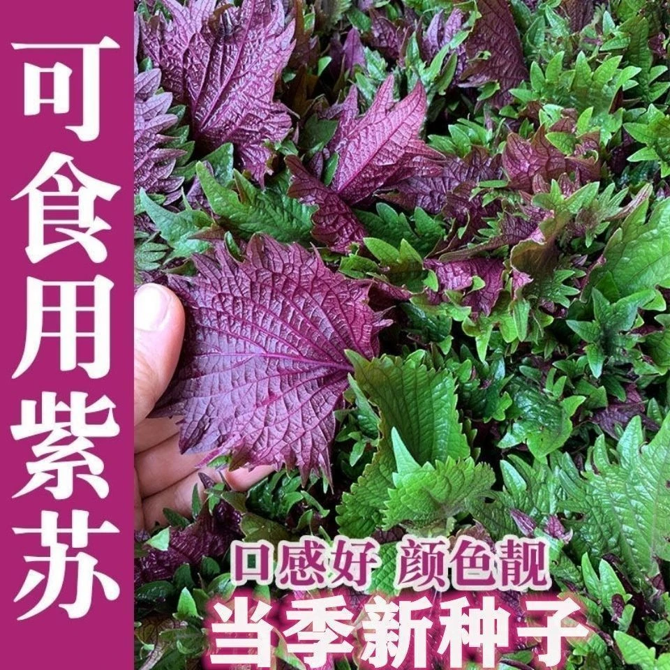 红紫苏种子紫叶苏调味料四季播种菜野菜种种蔬菜种子