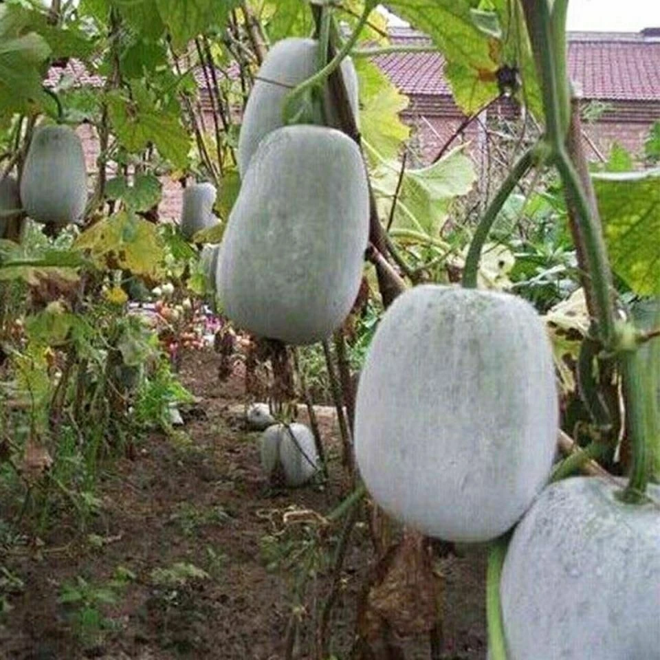 一串铃冬瓜种子四季白皮小冬瓜蔬菜种籽粉皮农家菜园阳台庭院
