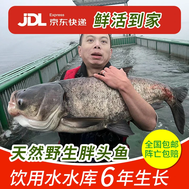 泼河水库纯野生胖头鱼 肉质紧实 汤鲜味浓 活鱼空运发货 阵亡包赔