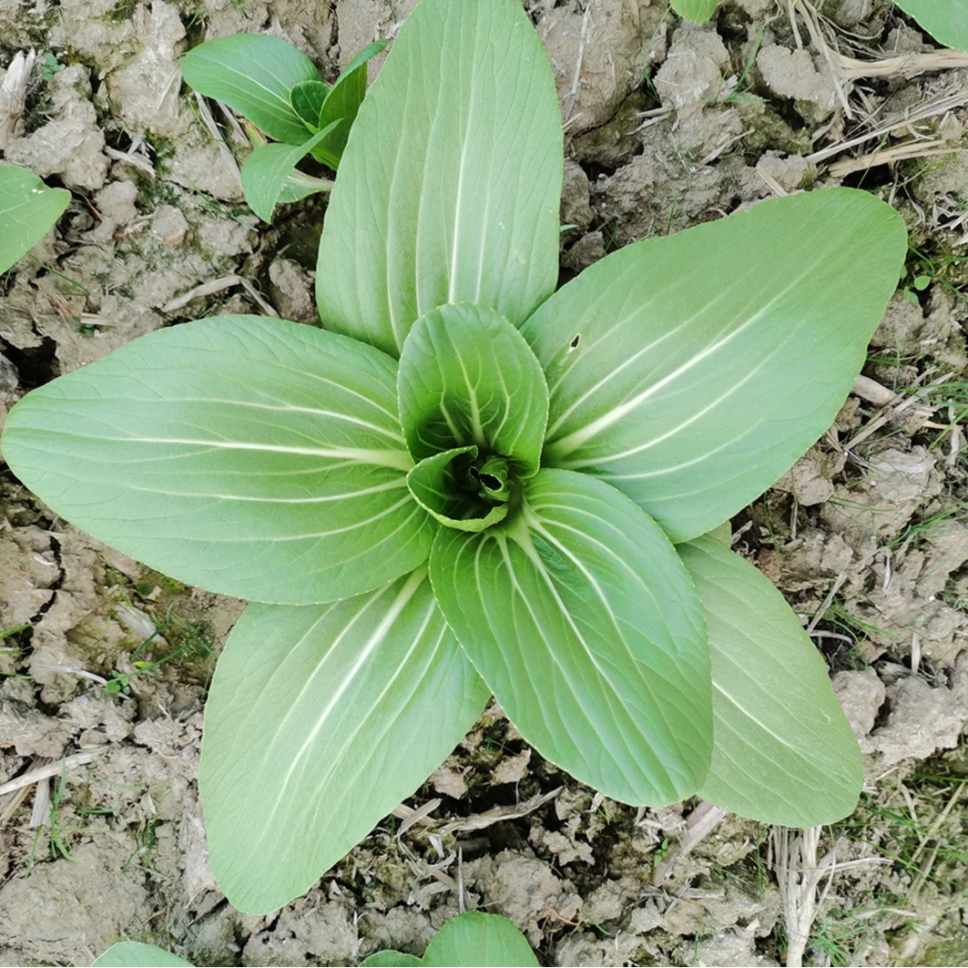 20克合丰S2口感型青菜四季种植品质软糯润滑上海青类型新品