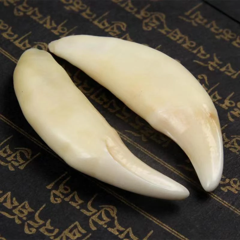 【稀缺5.5cm】真品黑狗牙齿大獒牙男士女士挂坠创意饰品