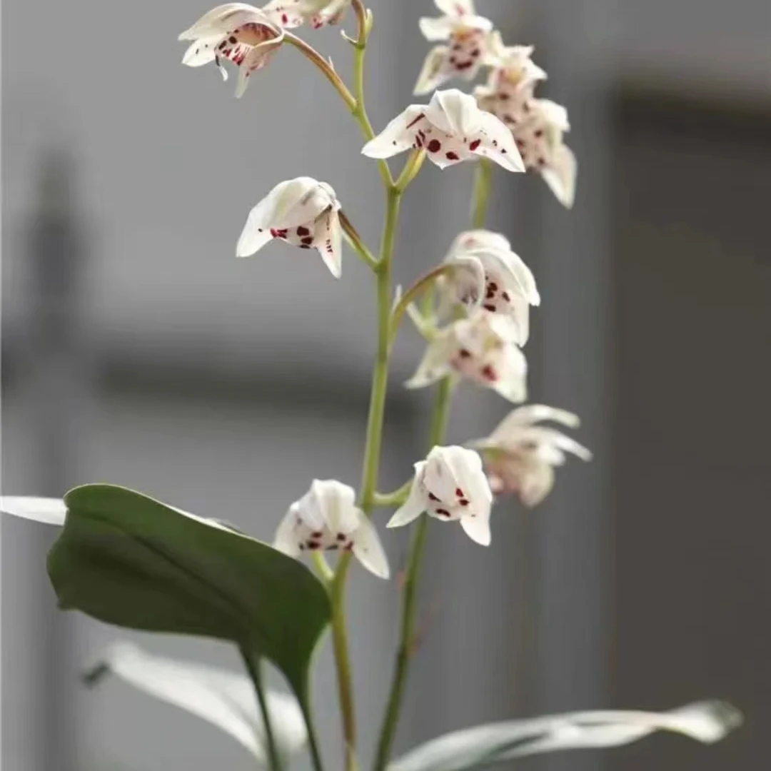 兔耳兰资源新品春季节带花（裸根发货，不带土）