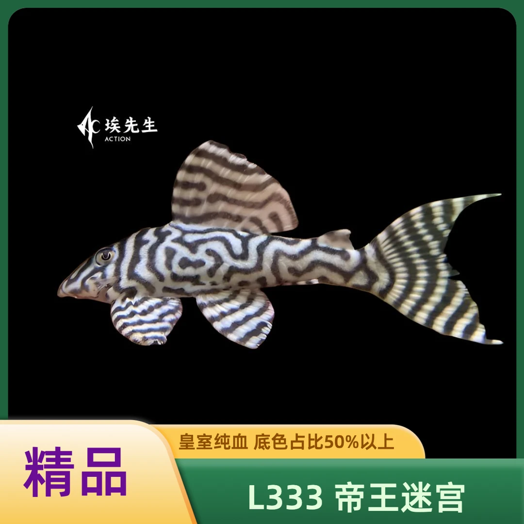 【异形鱼L333帝王迷宫】3.0-6.0cm