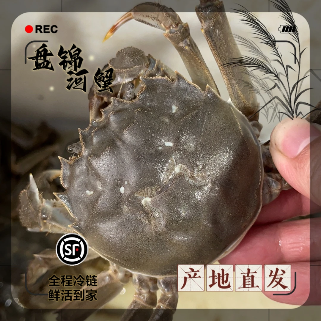 【顺丰包邮】亮哥盘锦河蟹  1.8-2.2两  母蟹10只 产地直发