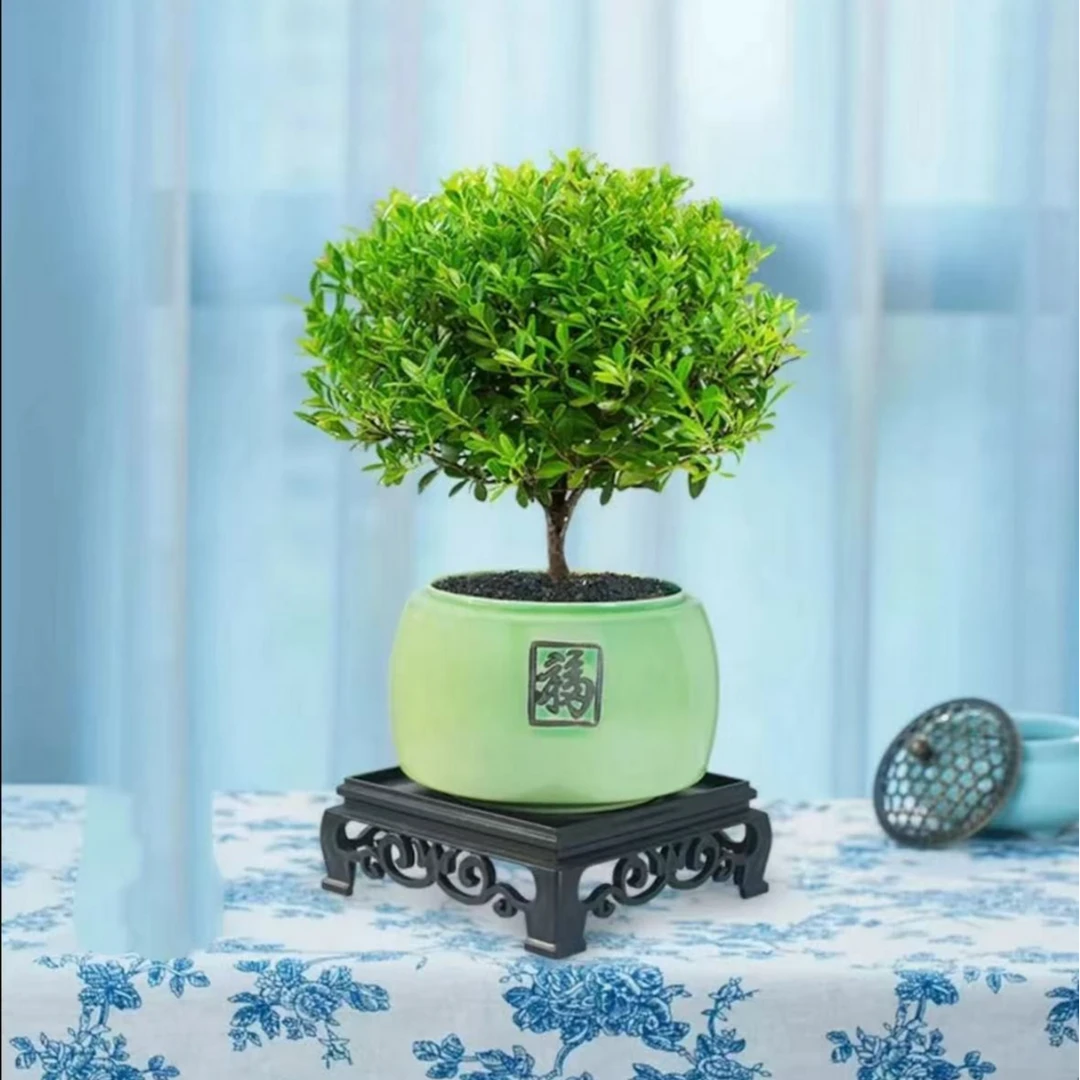 小叶赤楠盆景茶空间盆栽好养茶桌摆件书桌客厅办公室内阳台绿植物