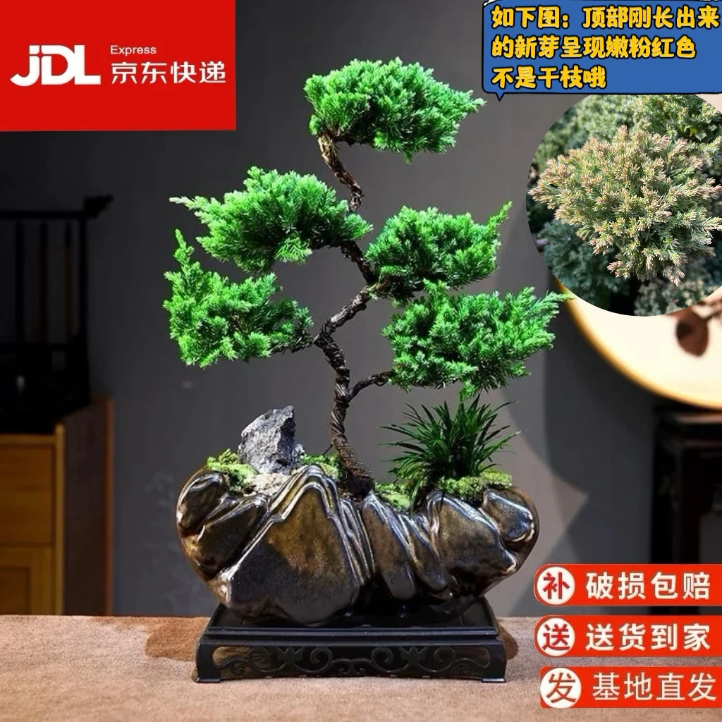 【京东发货】高端国风迎客松真柏造型盆景办公室桌面中式好养绿植