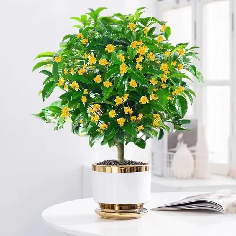 桂花盆栽浓香型花卉家居四季开花庭院花园阳台耐寒植物带花苞发货