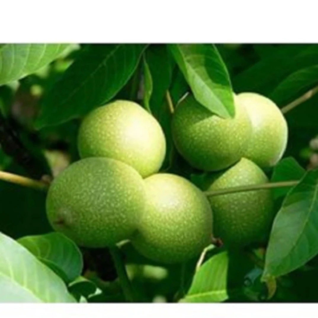 贵州薄皮核桃去青皮老树薄皮核桃孕妇适用嫩生核桃干货2025新鲜