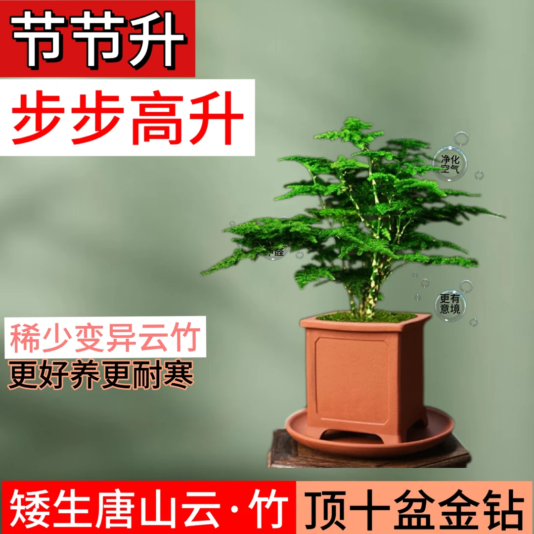 【珍稀变异】云竹好养盆景植物盆栽文人室内树桩四季绿植幸福文竹