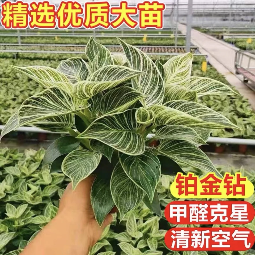 铂金钻水培植物室内绿植净化空气办公室桌面防辐射吸甲醛花卉盆栽