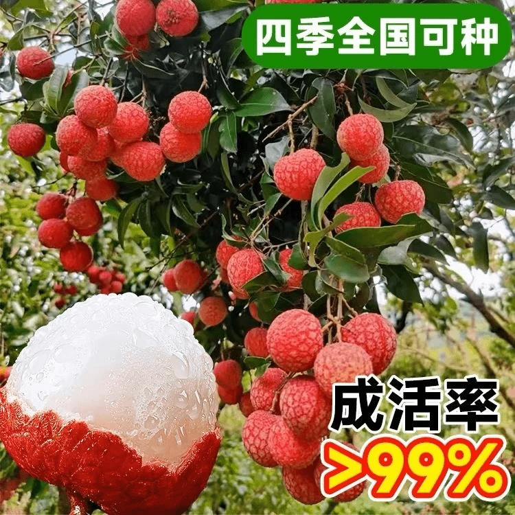 无核桂味荔枝树苗果树大苗妃子笑冰荔仙进奉南方【包对版】基地直发