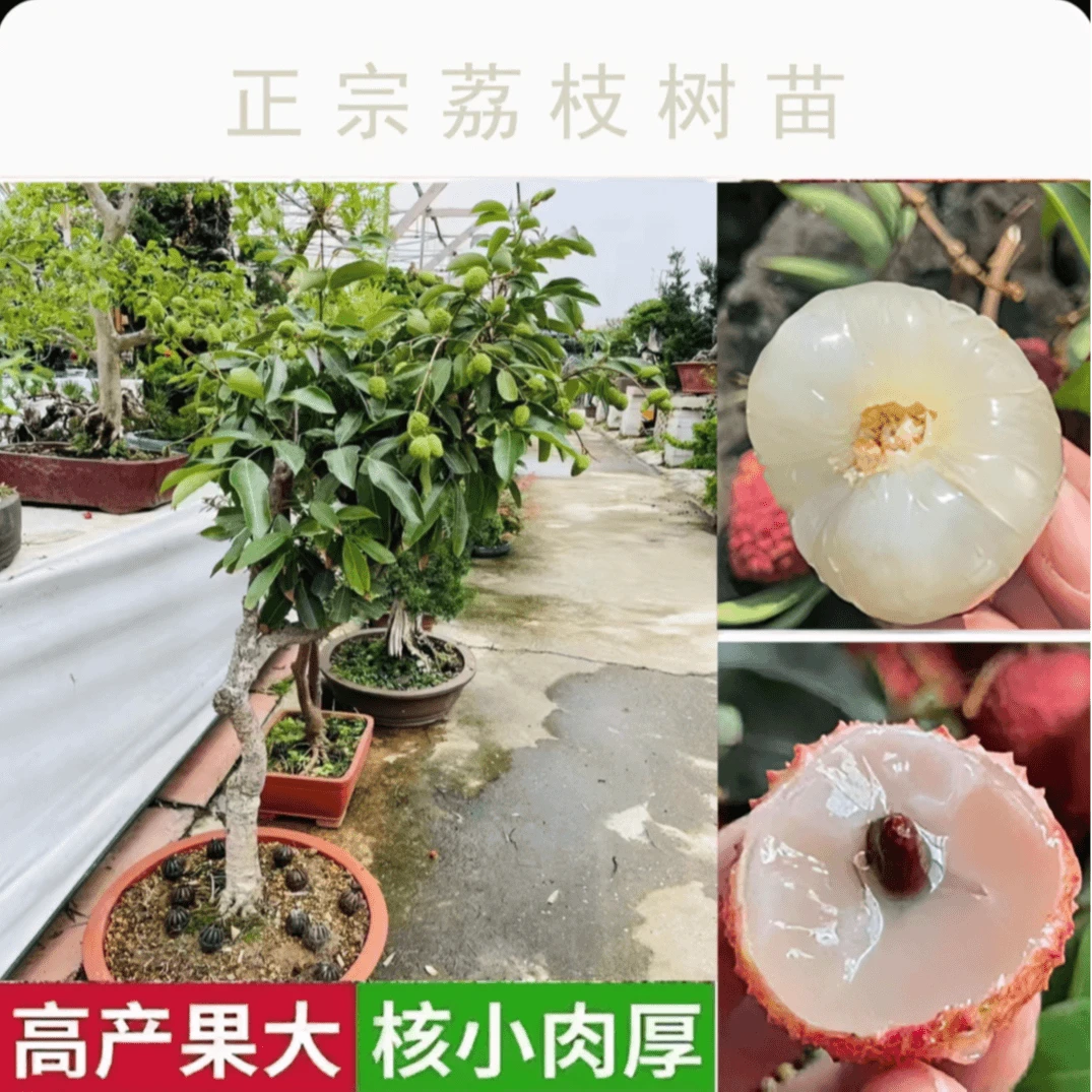 正宗嫁接优质荔枝树苗带土发货当年种植当年挂果