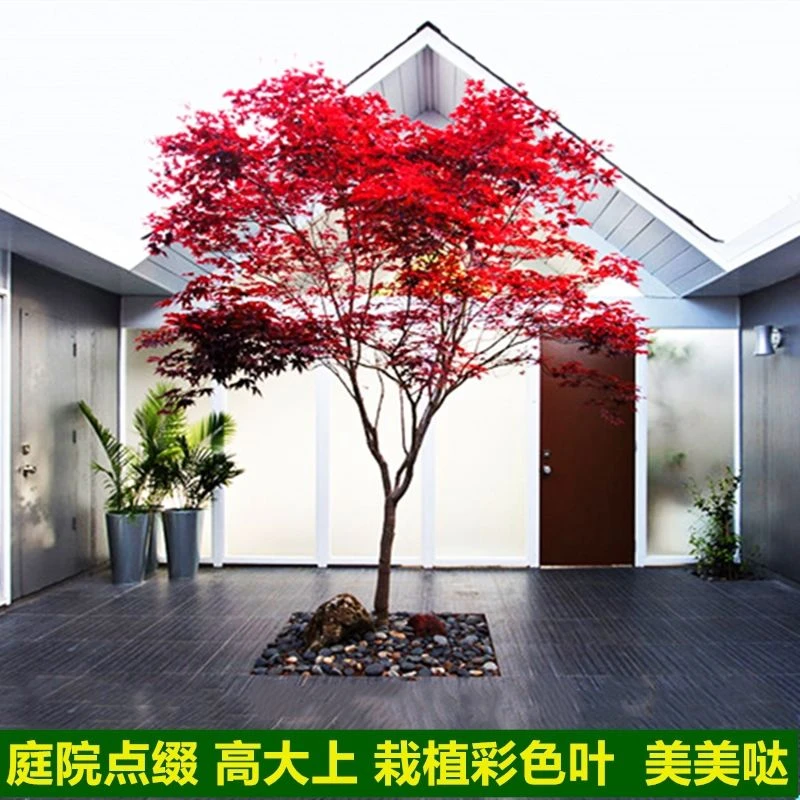 红枫树苗日本红舞姬美国红庭院道路绿化室外四季种植中国红盆栽