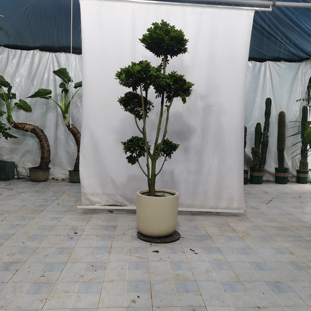 大型盆栽植物泰国榕树客厅办公室绿植招财树开业盆