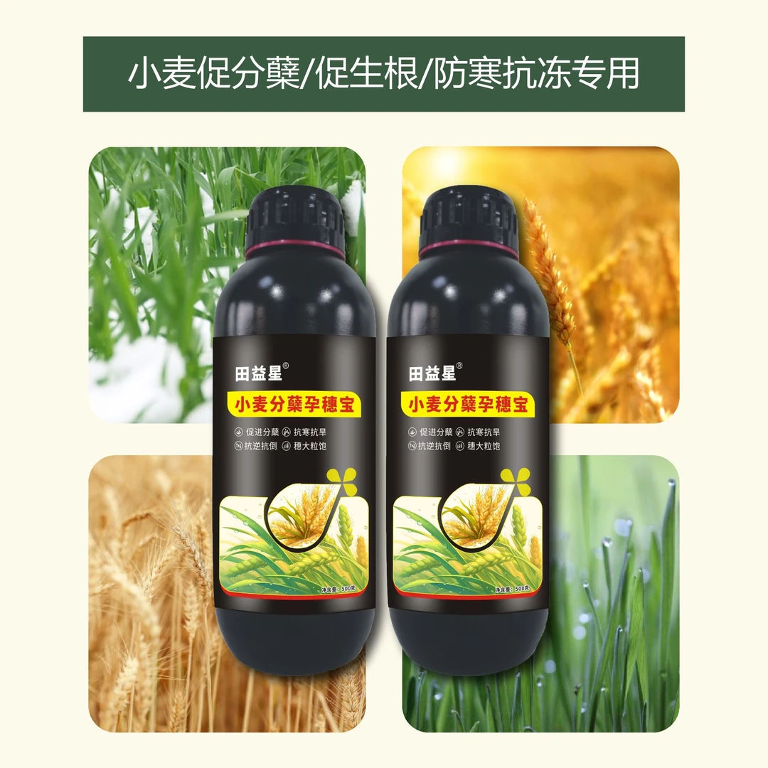 小麦氨基酸灌浆穗大增加千粒重倒春寒