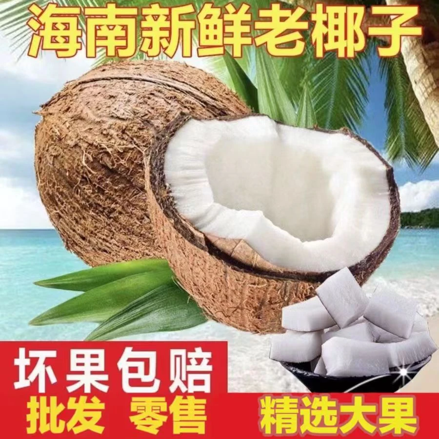 【海南老椰批发】超大果1100g克起毛椰越南老椰新鲜老椰子孕妇水果
