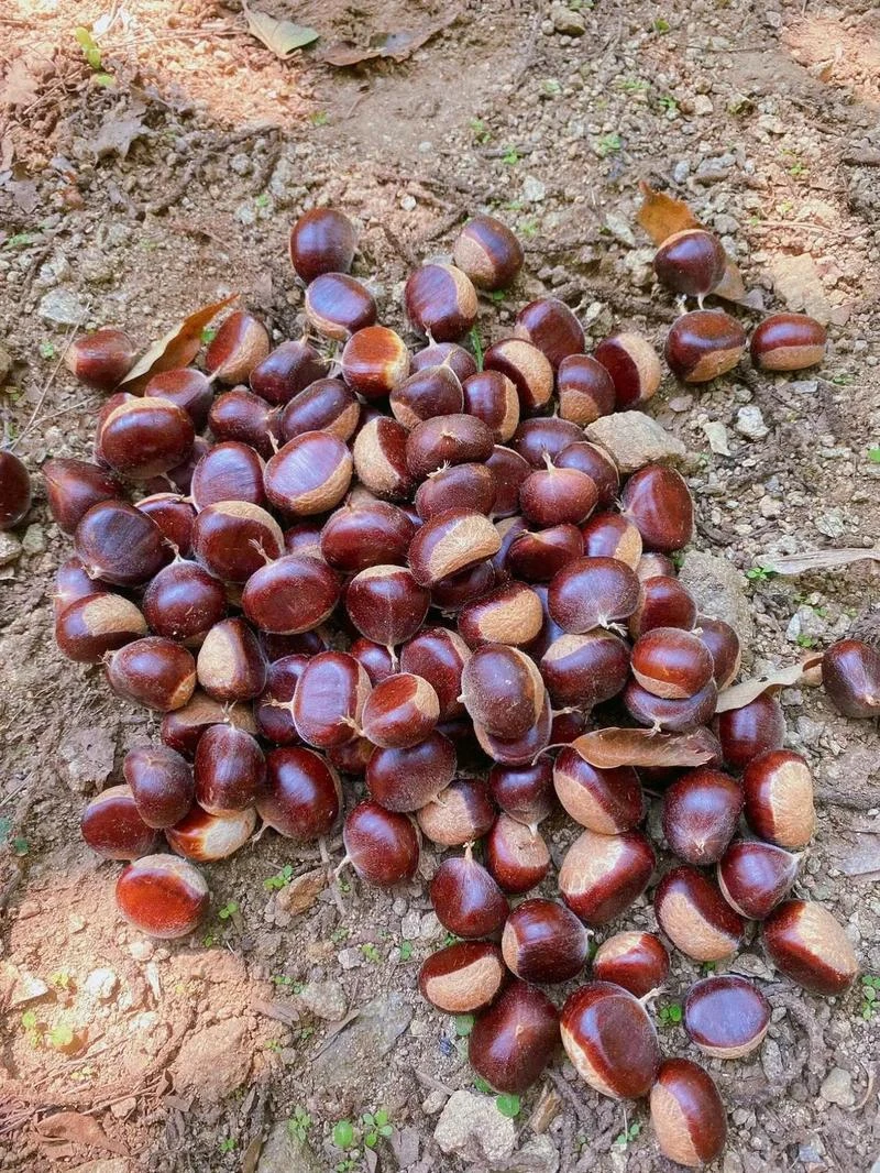 边城土味---板栗