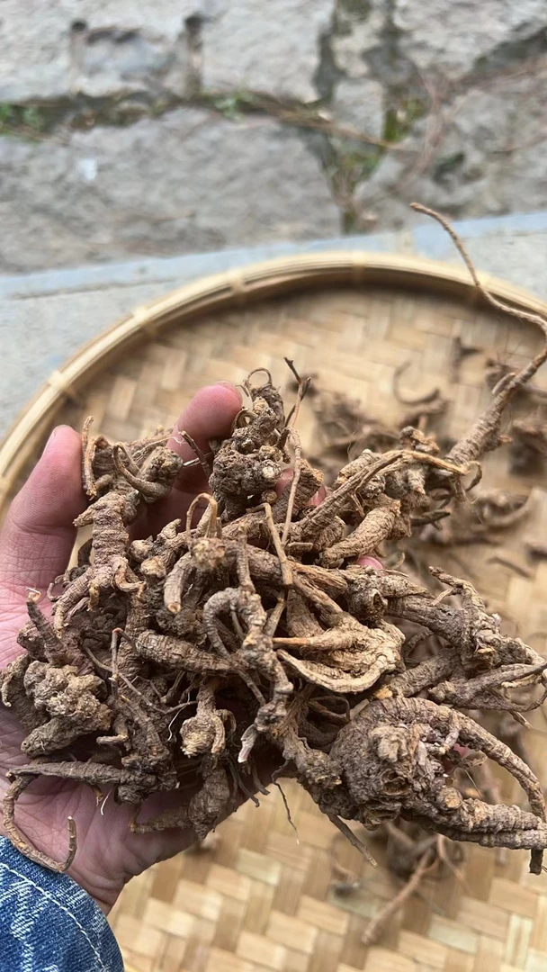 边城土味----回龙参