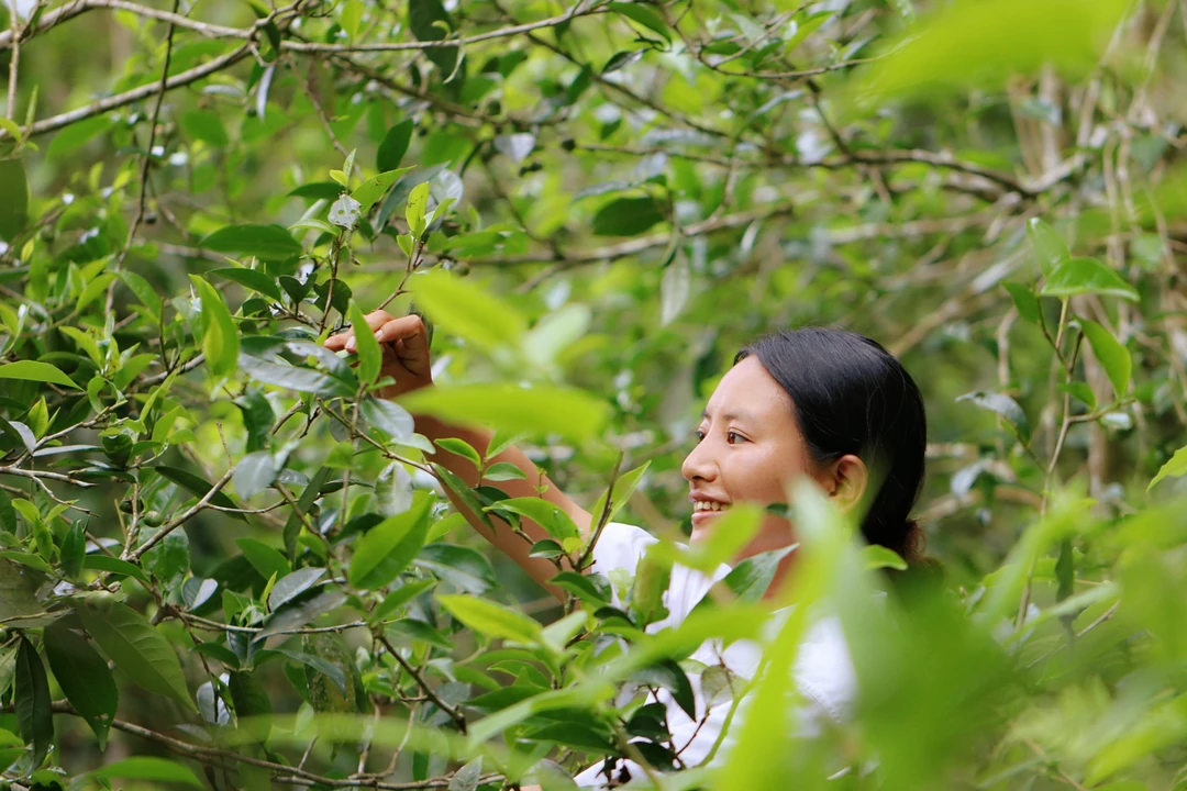 《欢喜》23年贺南  古树春，花香蜜香馥郁，普洱/生