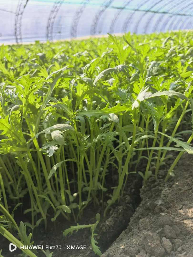 房山基地鲜嫩蒿子秆2斤