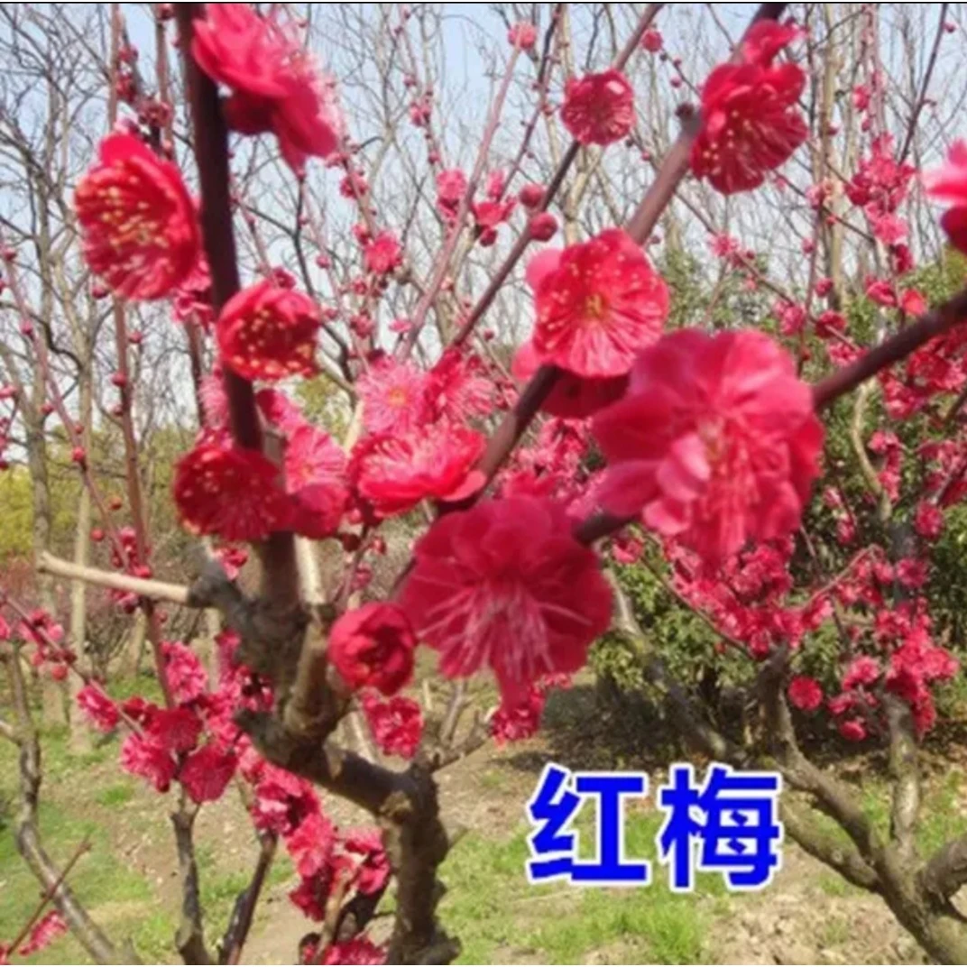 嫁接梅花树苗红梅腊梅绿梅树桩盆景美人梅榆叶梅苗庭院盆栽梅花苗