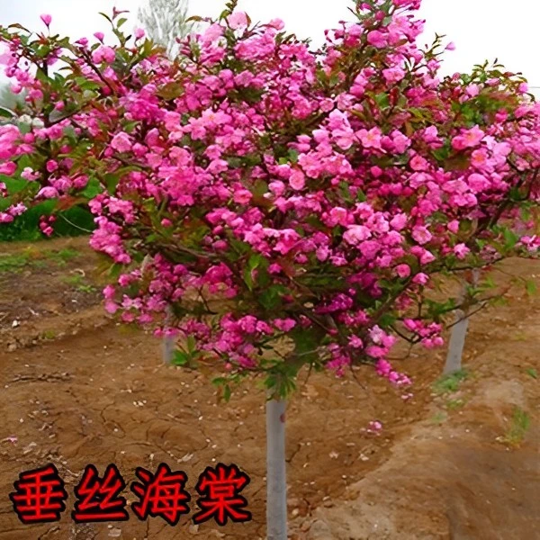 西府海棠花苗北美海棠树苗垂丝绚丽八棱海棠小苗庭院绿植盆栽花卉