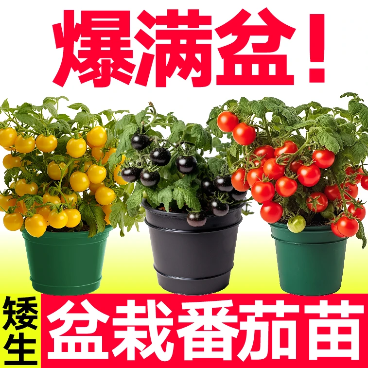 寿光红黄黑矮生盆栽小樱桃番茄苗秧盆栽西红柿圣女果种子四季种植