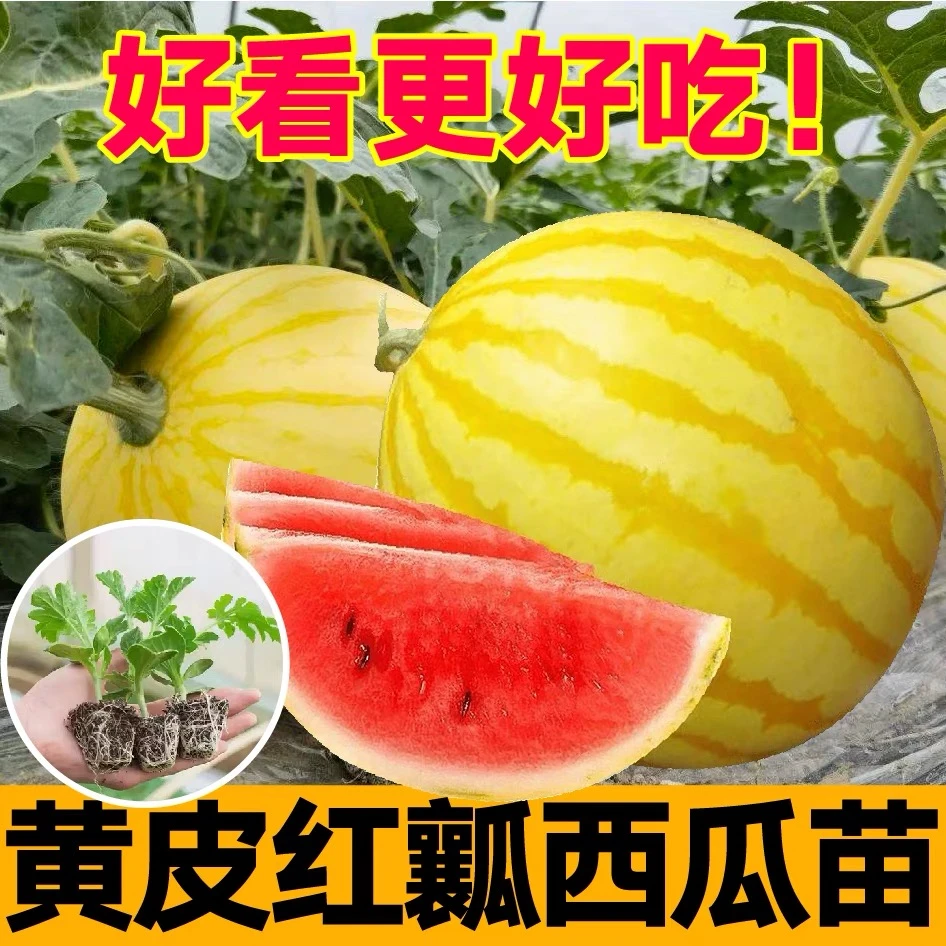 超甜金麒麟黄皮西瓜秧苗带土球特大懒汉8424麒麟西瓜种子四季盆栽