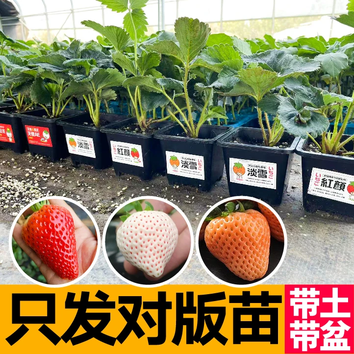 寿光盆栽对版草莓苗秧原土原盆当年新苗四季种植红白黑奶油草莓秧
