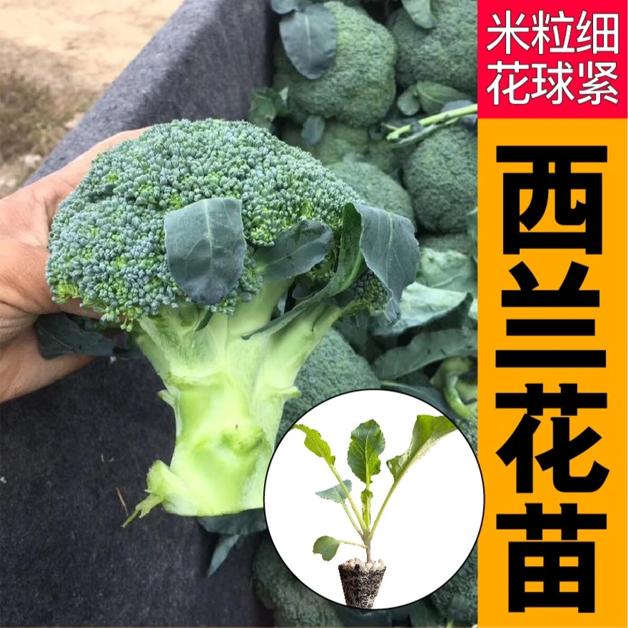 寿光耐寒西兰花苗秧带土球松花菜有机花菜种苗四季盆栽秋冬蔬菜苗
