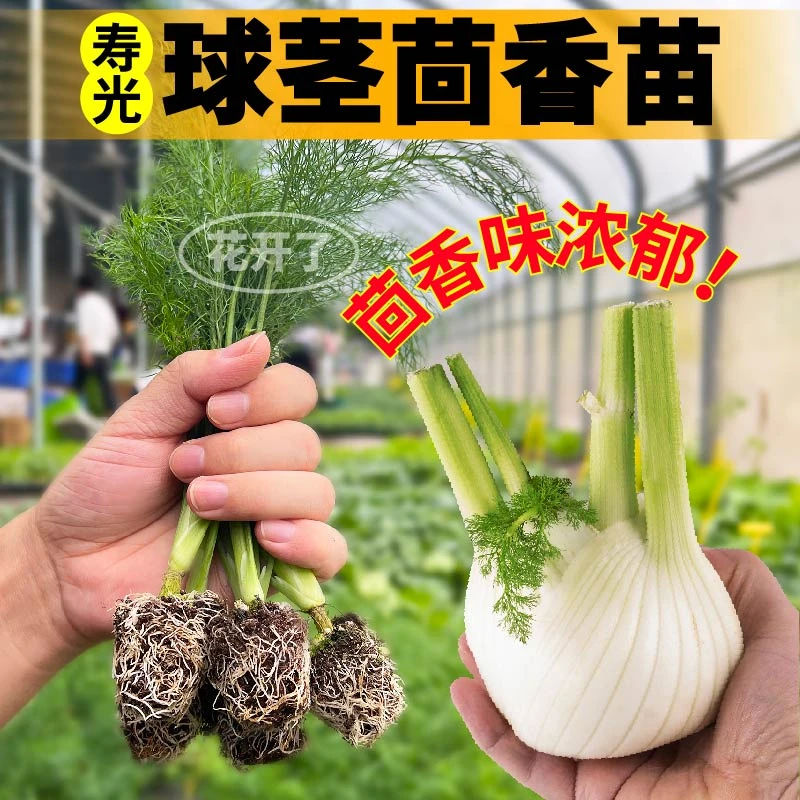 四季盆栽结球茴香秧苗四季盆栽食用蔬菜春秋阳台球茎割茬茴香种籽