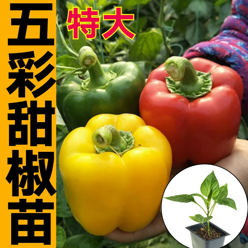 特大五彩甜椒苗秧带土球盆栽青红黄绿太空椒水果椒圆方椒辣椒种苗