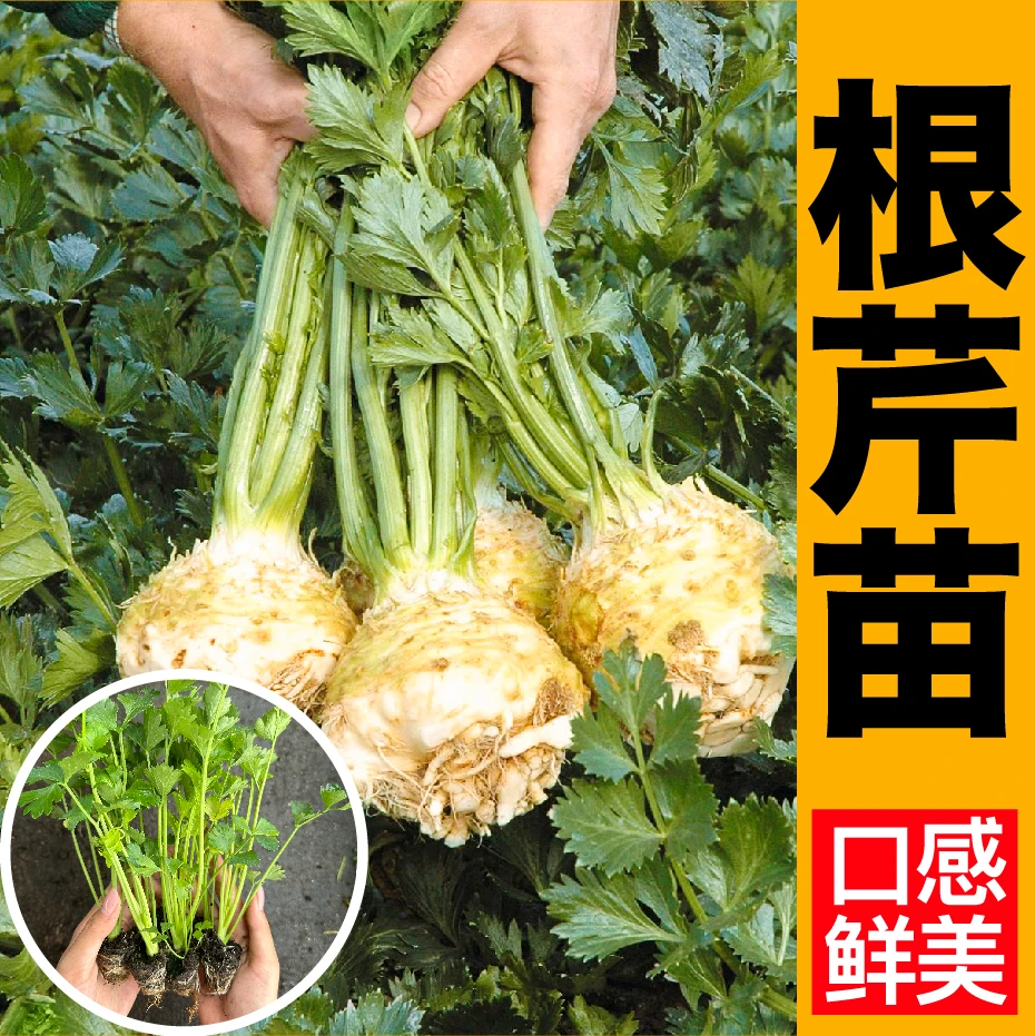 寿光根芹苗秧带土球地中海根芹西芹香芹洋芹玻璃芹菜种苗四季盆栽