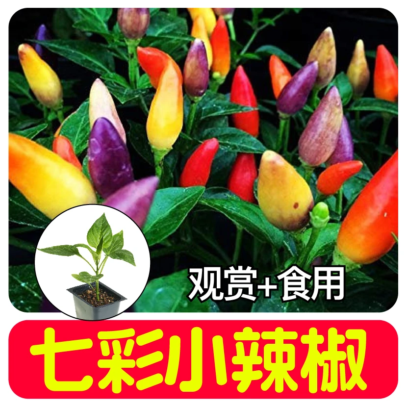 七彩多彩小尖椒苗秧多彩六彩小辣椒种苗四季春秋盆栽食用观赏颜值