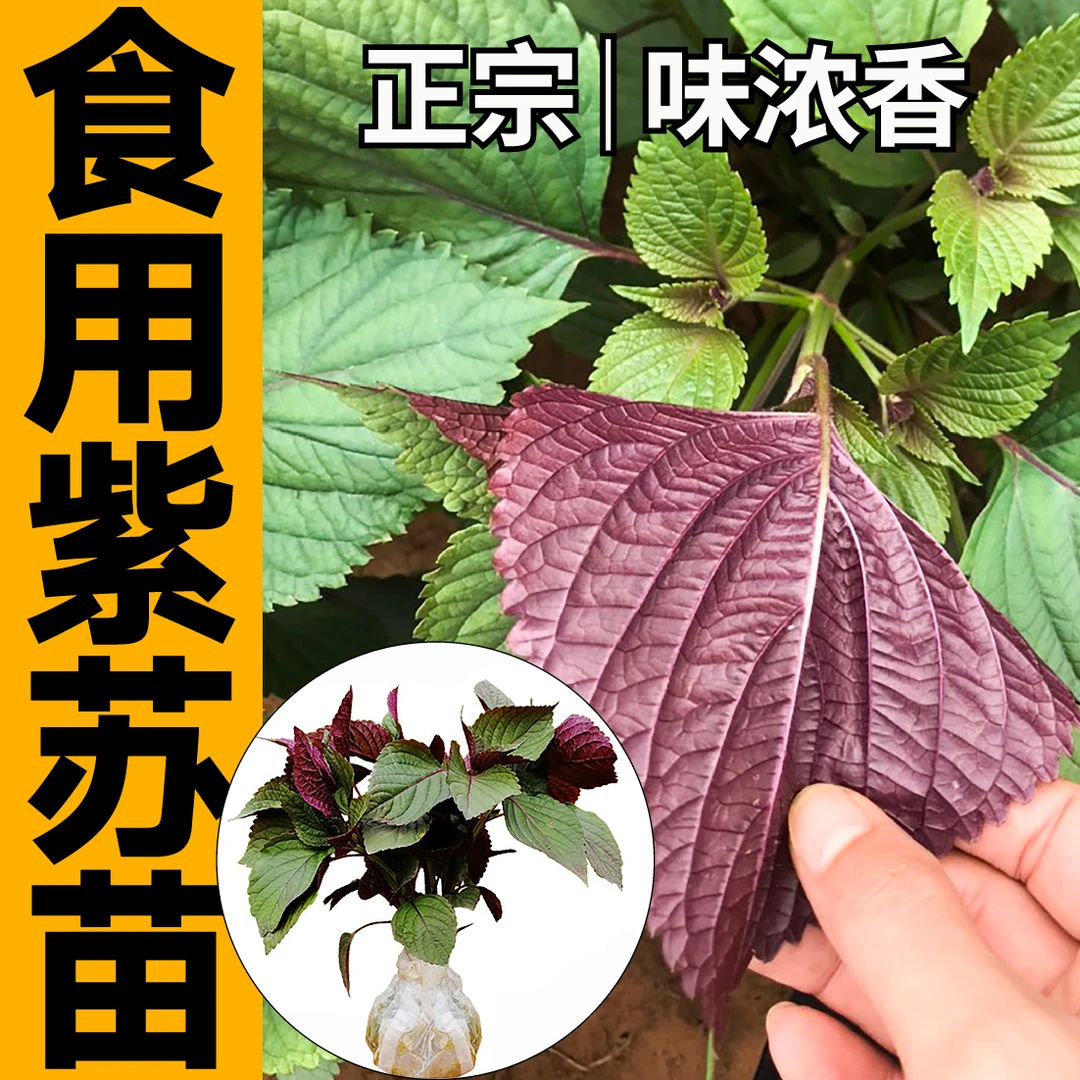 进口双色食用紫苏苗秧种苗春秋四季阳台盆栽绿苏子养生蔬菜带土