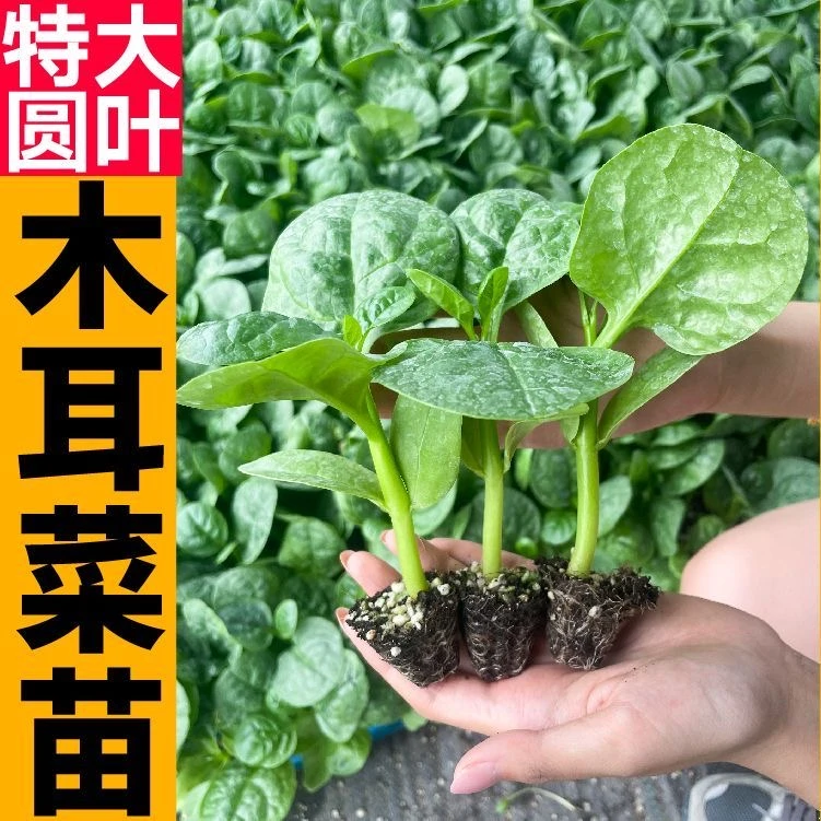 寿光肥头大耳圆叶木耳菜秧苗种苗无限采收四季种植阳台盆栽豆腐菜