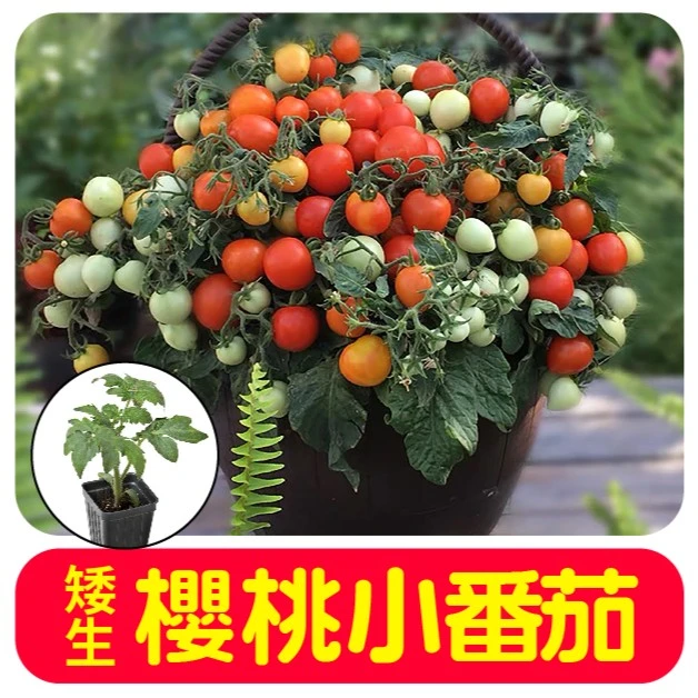 矮生红黄樱桃番茄苗秧番茄种子圣女果籽四季春秋盆栽观赏苗