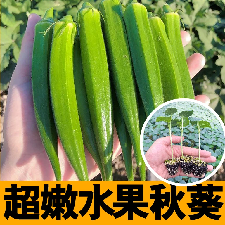 超嫩水果秋葵秧苗种子春秋四季阳台盆栽高产红黄绿秋葵籽耐寒抗病