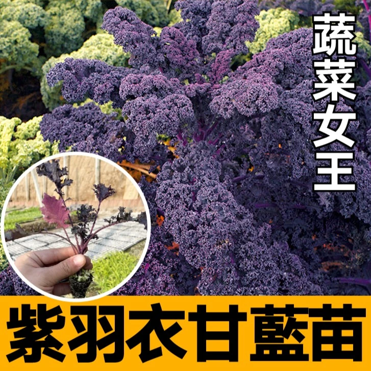 紫色羽衣甘蓝苗秧带土球春秋四季阳台盆栽蔬菜女王绿羽衣甘蓝种子