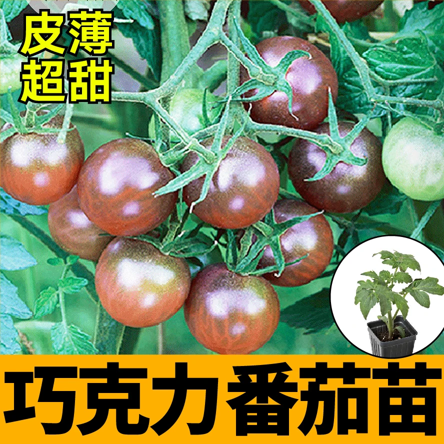 寿光巧克力番茄苗秧带土球小紫樱桃圣女果西红柿种子春秋四季盆栽
