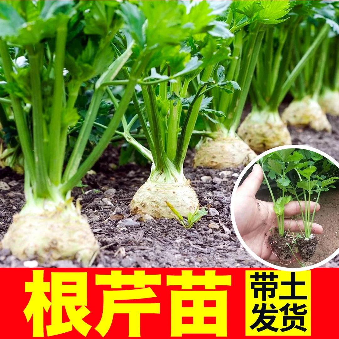 根芹苗秧种苗皇后大西芹菜种苗四季小香芹春秋四季阳台盆栽香味