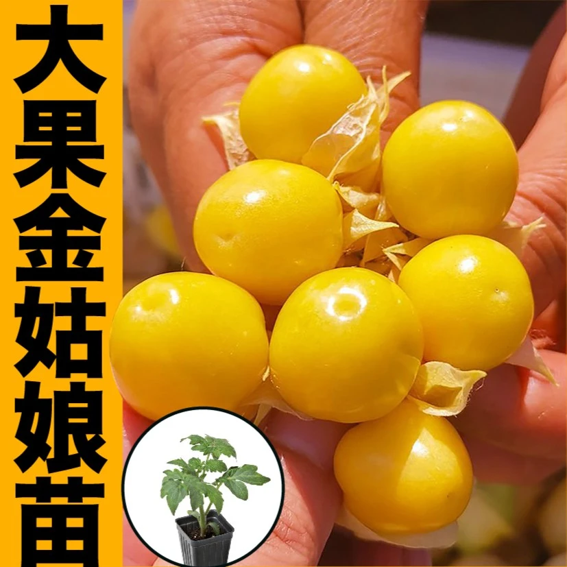 东北大果金姑娘果苗秧洋菇娘种苗特甜灯笼果种籽春秋四季盆栽带土