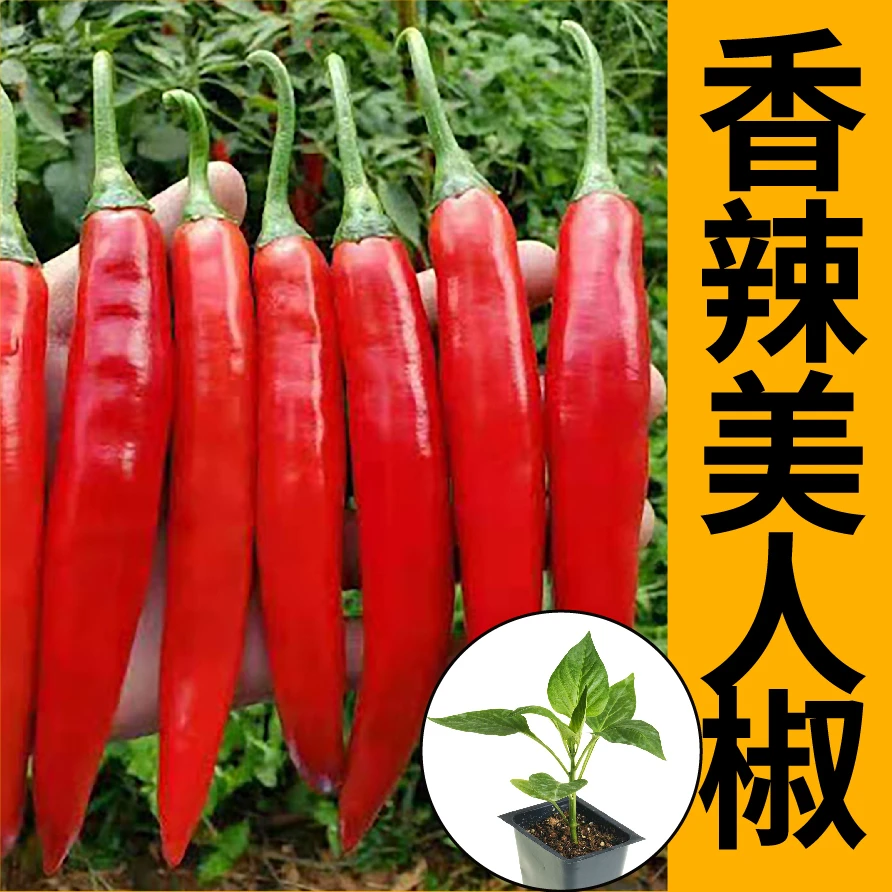 香辣美人椒秧苗辣椒种苗干鲜两用春秋四季阳台盆栽朝天椒线椒菜苗