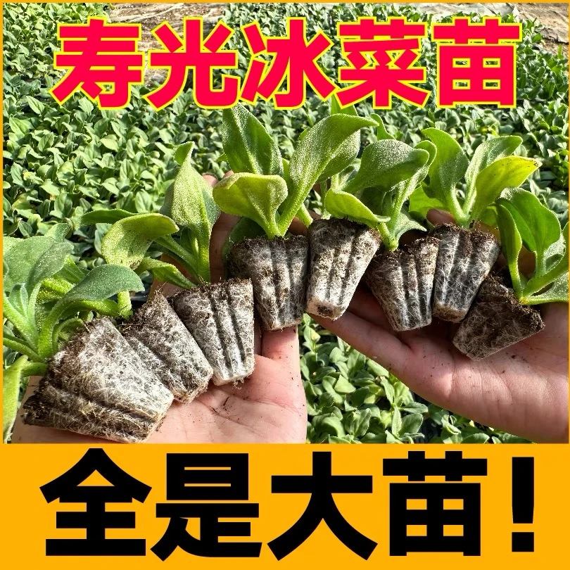全是大苗寿光水晶冰菜苗秧大苗冰草种子更大冰粒苗场直发四季盆栽